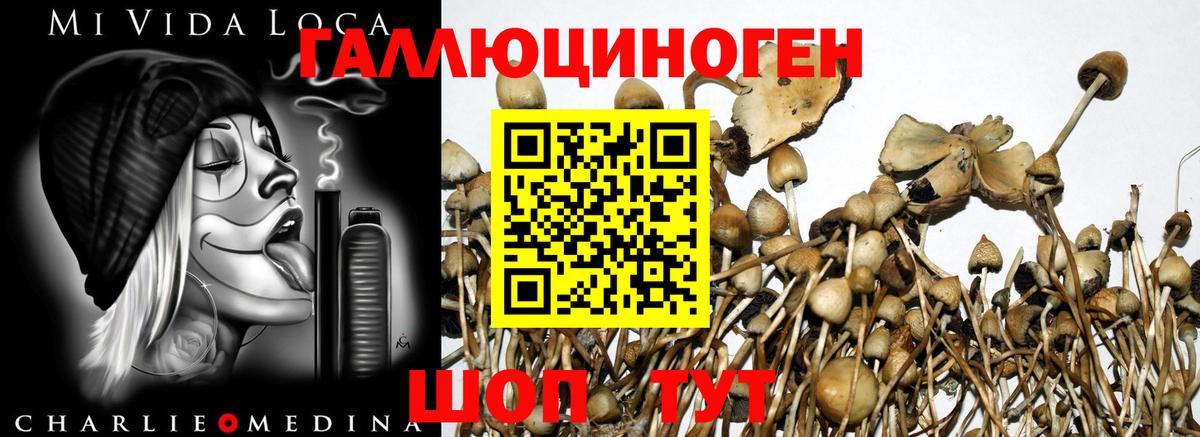 Псилоцибиновые грибы Psilocybe  Псилоцибиновые грибы мухоморы  Заволжье  Вход с VPN 